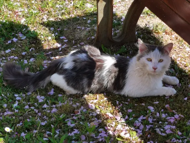 chat lost   22650 Beaussais-sur-Mer Blanco