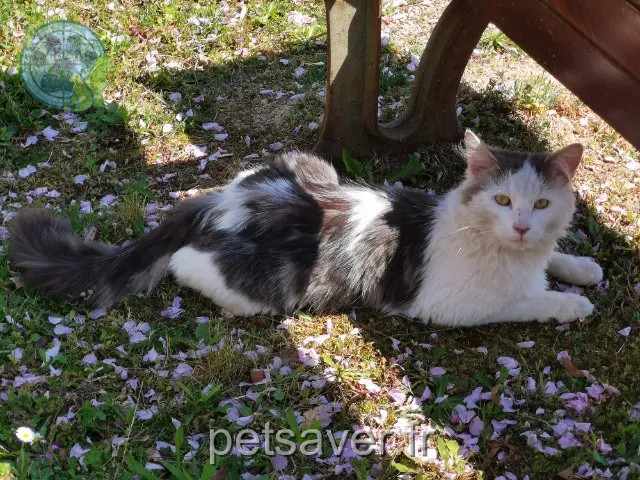 gato perdido 22650 Beaussais-sur-Mer Blanco gato lost 22650 Beaussais-sur-Mer Blanco
