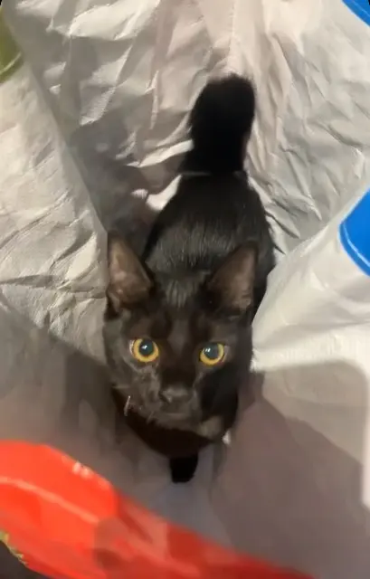 chat lost    Binic-Étables-sur-Mer batman