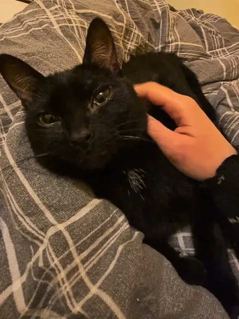 chat lost   22190 Plérin Binx