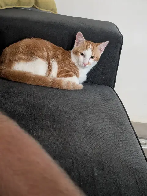 chat lost   22200 Trégonneau Bounty