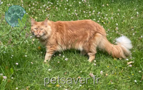 Chat Perdu 22 Côtes-d'Armor Chat Perdu 22 Côtes-d'Armor