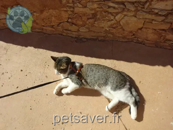 Chat Perdu 22 Côtes-d'Armor - Béorn Chat Perdu 22 Côtes-d'Armor - Béorn