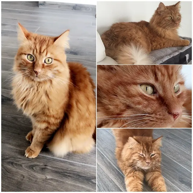 chat lost   22800 Saint-Donan Capsule