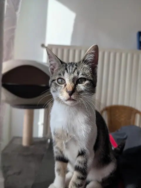 chat lost   22440 Ploufragan Cené