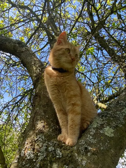 chat lost   22800 Lanfains Cesar