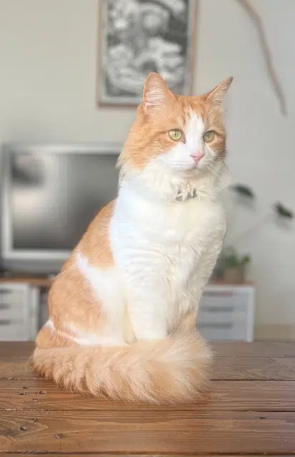 gato perdido 22620 Ploubazlanec Charly gato lost 22620 Ploubazlanec Charly