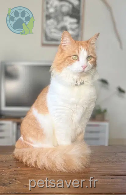 gato perdido 22620 Ploubazlanec Charly gato lost 22620 Ploubazlanec Charly