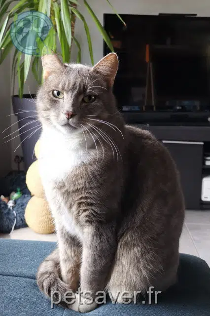 chat lost 22170 Châtelaudren-Plouagat Ouioui
