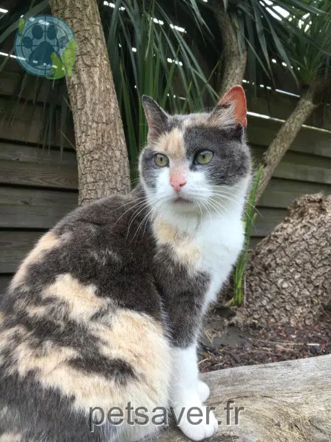 gato perdido 22190 Plérin Crapule gato lost 22190 Plérin Crapule