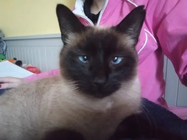 chat lost   22300 Ploumilliau Elchapo