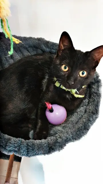 chat lost   22150 Saint-Carreuc Figaro