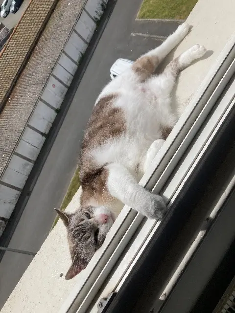 gato perdido 22000 Saint-Brieuc Flocon gato lost 22000 Saint-Brieuc Flocon