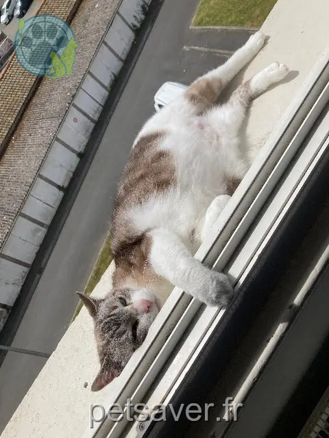 gato perdido 22000 Saint-Brieuc Flocon gato lost 22000 Saint-Brieuc Flocon