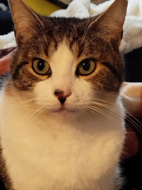 chat lost   22400 Saint-Alban Fouinou