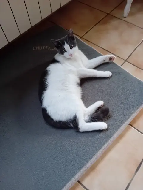 chat lost   22410 Lantic Frimousse