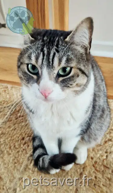 chat lost   22000 Saint-Brieuc Gabin