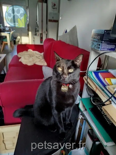 chat lost   22690 Pleudihen-sur-Rance George