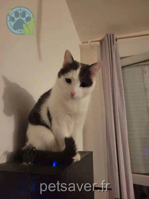 chat lost 22530 Guerlédan Rivaï