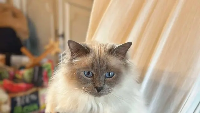 chat lost   22530 Guerlédan Samba