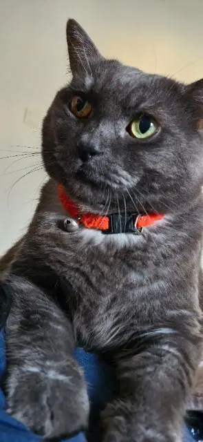 chat lost   22440 Trémuson Indiana