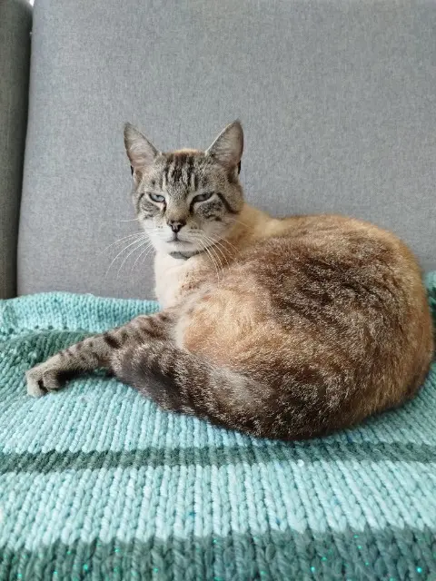 chat lost   22300 Lannion Jasper