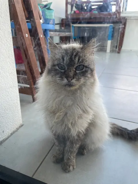 chat lost   22000 Saint-Brieuc Jeannot