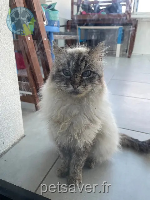 gato perdido 22000 Saint-Brieuc Jeannot gato lost 22000 Saint-Brieuc Jeannot