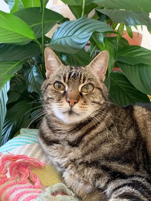 chat lost   22400 Saint-Alban Karma