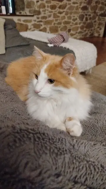 chat lost   22400 Lamballe-Armor Malo