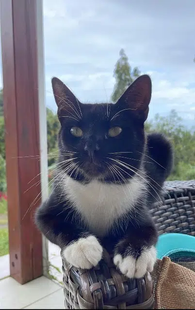 chat lost   22400 Lamballe-Armor Yuka