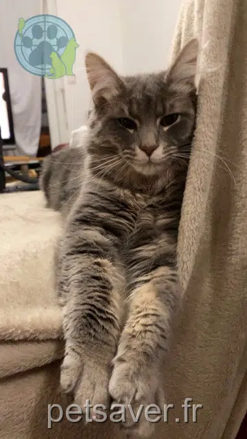 gato lost   22400 Lamballe-Armor Titi