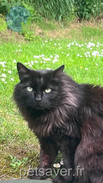 chat lost   22330 Le Mené Krokmou