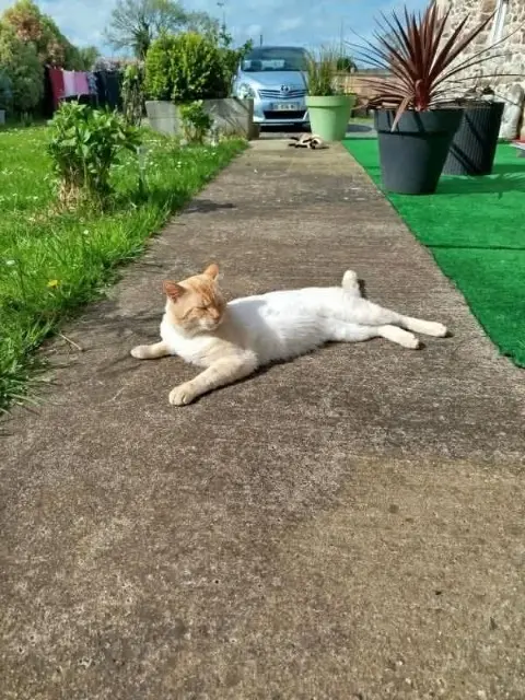 chat lost   22930 Yvias Leo