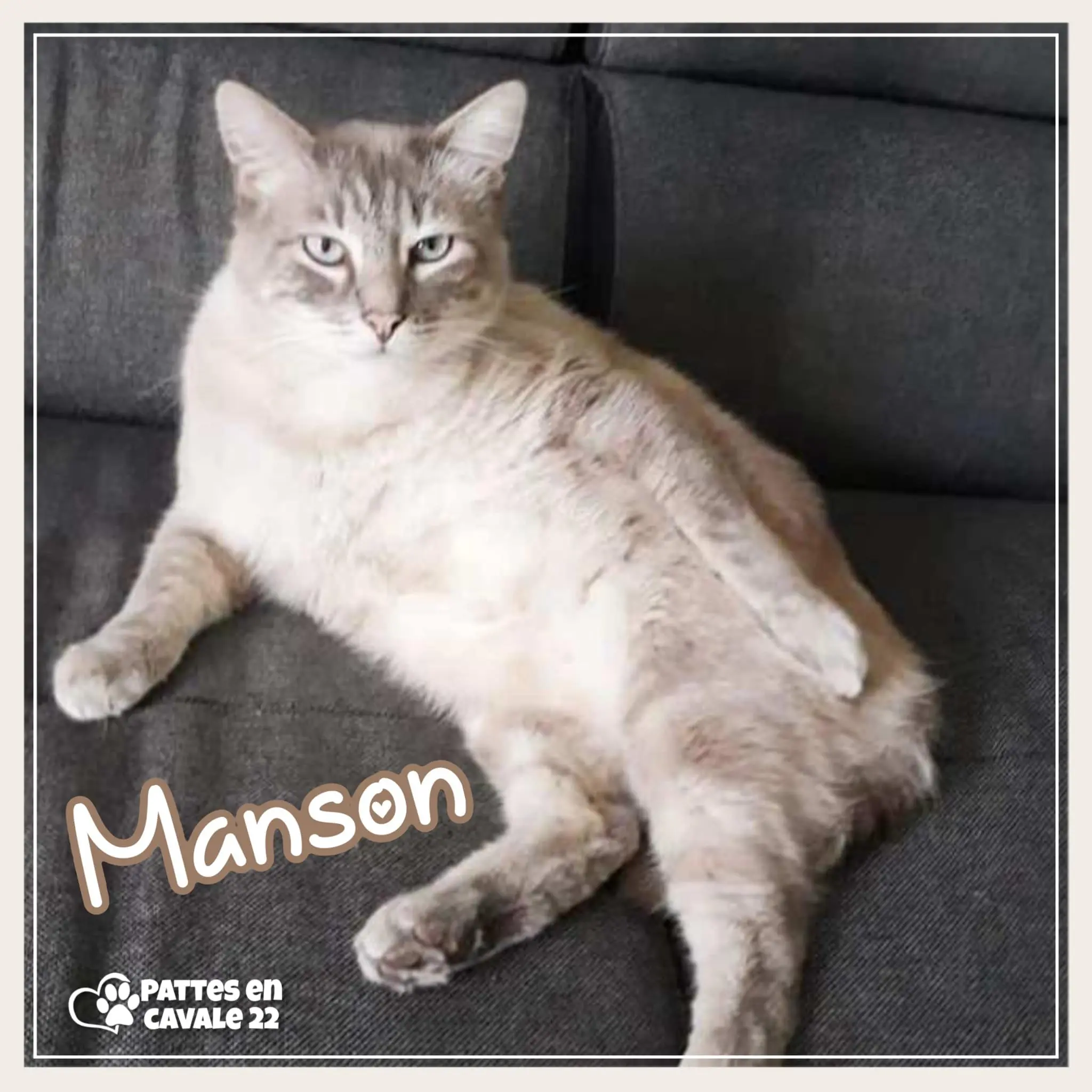 Chat Perdu 22 Côtes-d'Armor - Manson Chat Perdu 22 Côtes-d'Armor - Manson