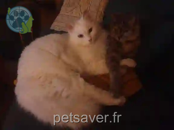Chat Perdu 22 Côtes-d'Armor - Merlin Chat Perdu 22 Côtes-d'Armor - Merlin