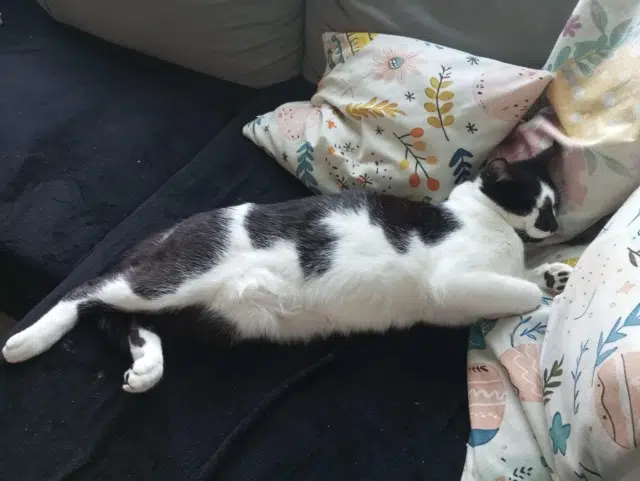 chat lost   22290 Goudelin Mimi