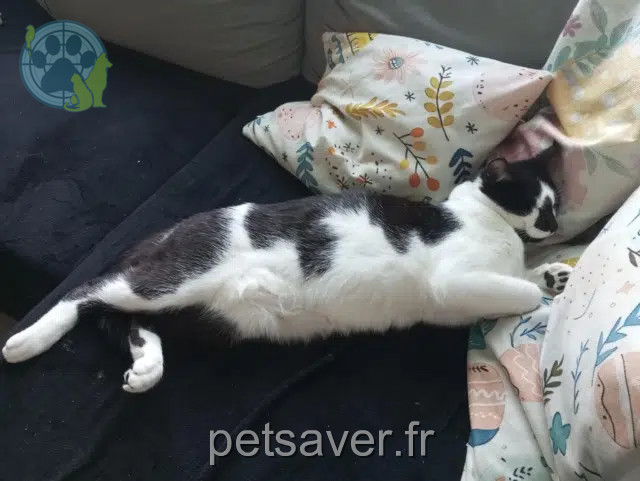 gato perdido 22290 Goudelin Mimi gato lost 22290 Goudelin Mimi