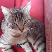 chat lost   22780 Loguivy-Plougras Minet