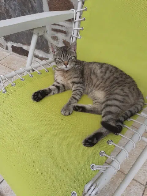 chat lost   22810 Loc-Envel Minet