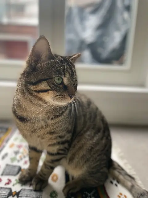 chat lost   22750 Saint-Jacut-de-la-Mer Minou