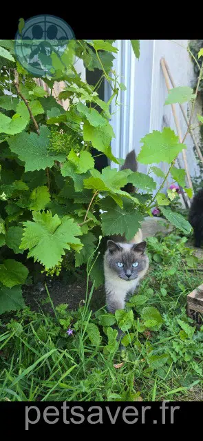 chat perdu 22260 Runan Mister chat lost 22260 Runan Mister