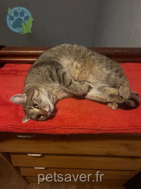 chat lost   22000 Saint-Brieuc Mojito