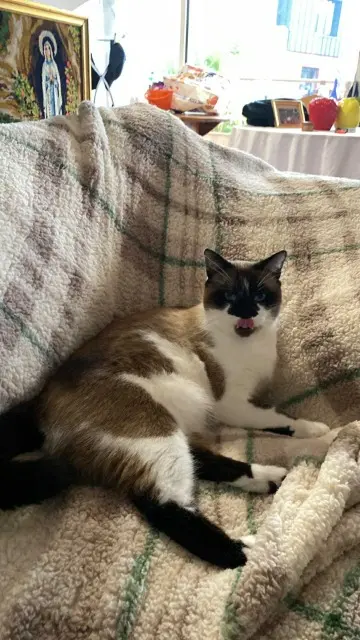 chat lost   22000 Saint-Brieuc Napoleon