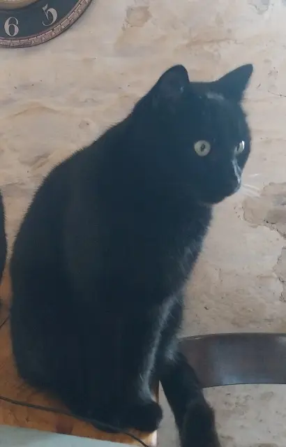 chat lost   22550 Pléboulle Nino