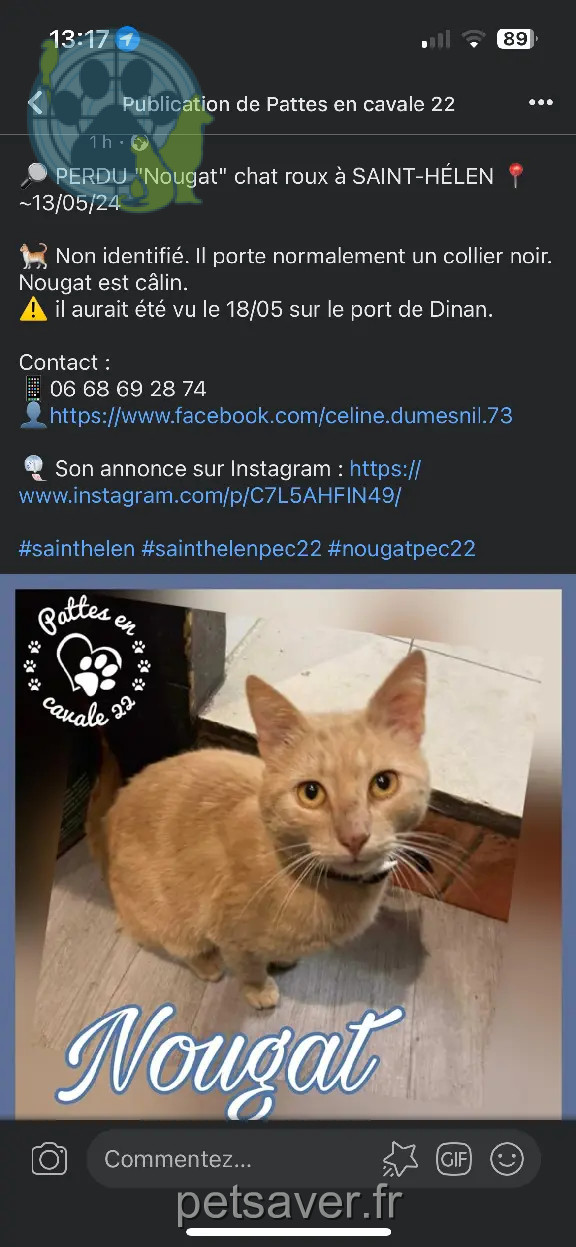 Chat Perdu 22 Côtes-d'Armor - Nougat Chat Perdu 22 Côtes-d'Armor - Nougat