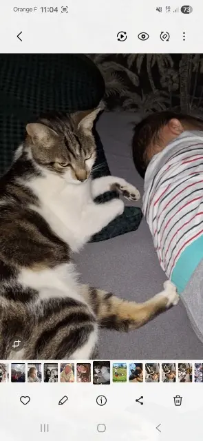 chat lost   22940 Saint-Julien Oasis