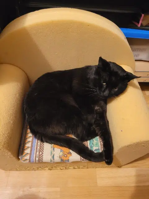 chat lost   22270 Plédéliac Oggy