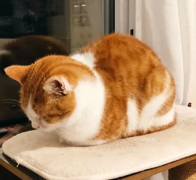 chat lost   22000 Saint-Brieuc Oliver