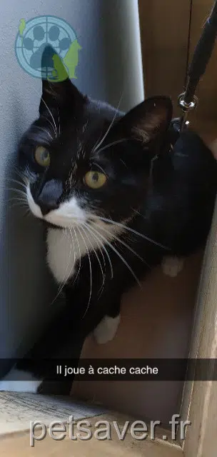 chat lost   22000 Saint-Brieuc Only